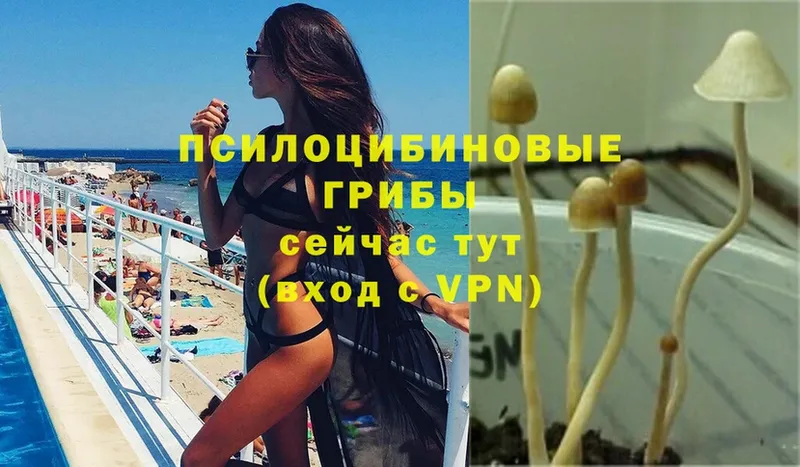 купить  сайты  Калининск  Галлюциногенные грибы Psilocybine cubensis 